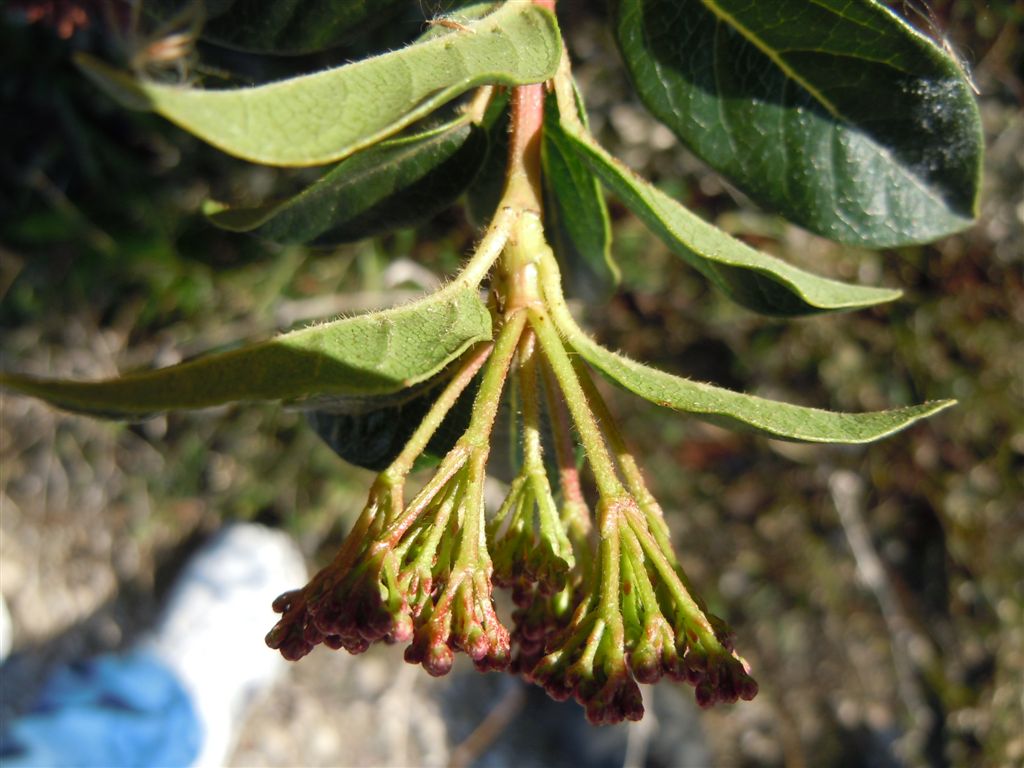 Viburnum tinus